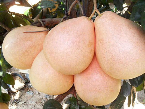 三紅蜜柚